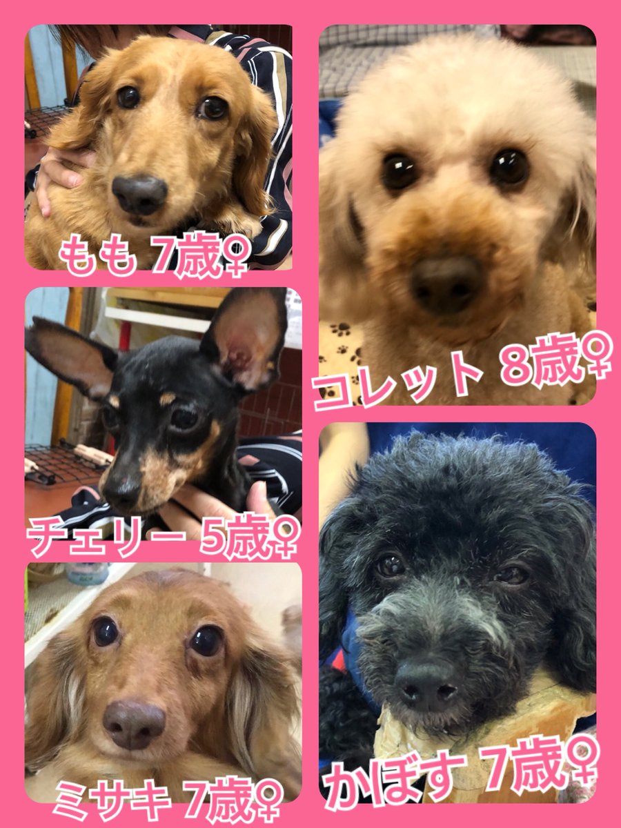 🐾今日の里親様募集中ワンコ🐶メンバーです🐾2019,6,23